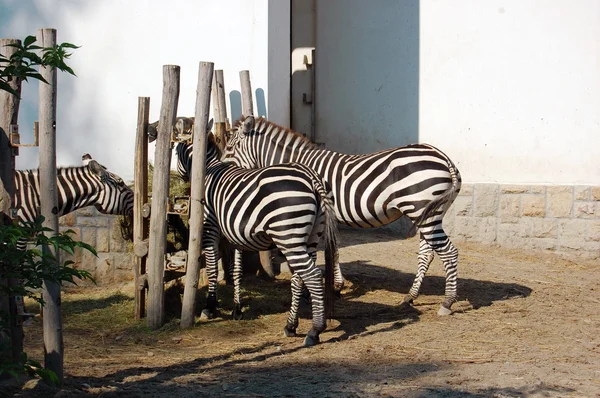 Zebry w zoo — Zdjęcie stockowe