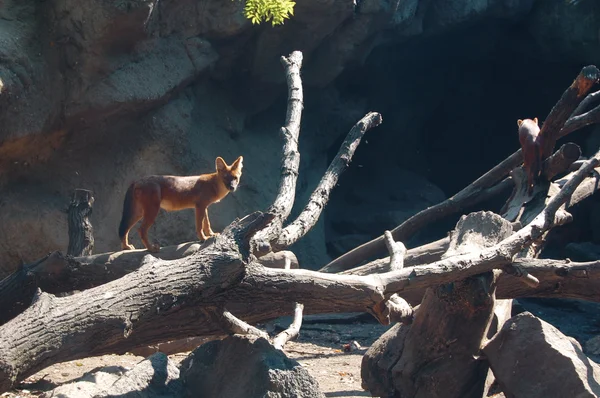 Wild animals in the zoo — Stock Photo, Image