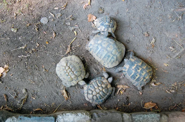 Turtles in the Budapest Zoo — Stock Photo, Image