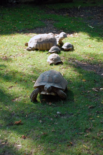 Tortugas en el Zoológico de Budapest —  Fotos de Stock