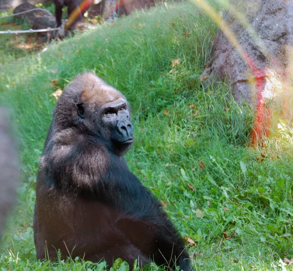 Gorillas in Budapest Zoo — Stock Photo, Image