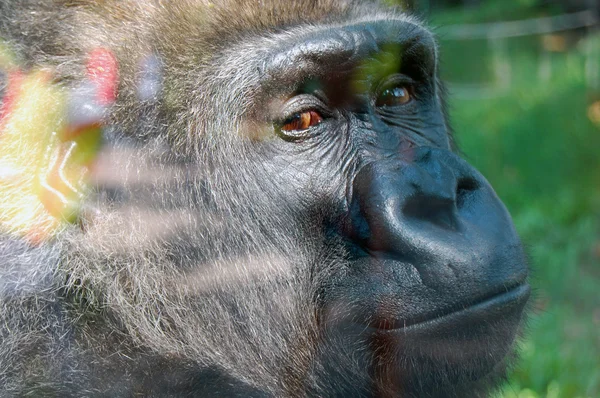 Close up of gorilla's portrait — Stock Photo, Image
