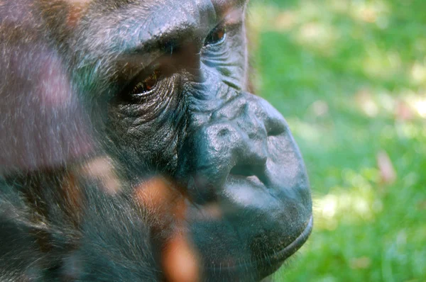 close up of gorilla\'s portrait