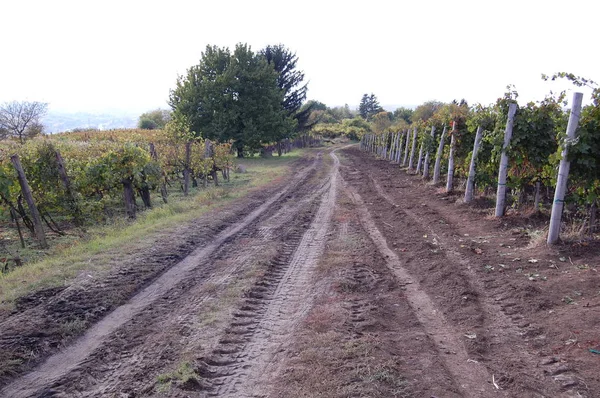 Road extending between vineyard — Stock Photo, Image