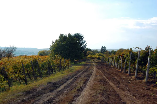 Paesaggio autunnale con bellissimo vigneto — Foto Stock