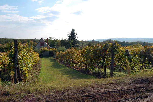 Herfst landschap met prachtige wijngaard — Stockfoto