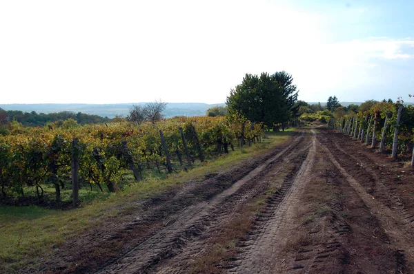 Осенний пейзаж с красивым виноградником — стоковое фото