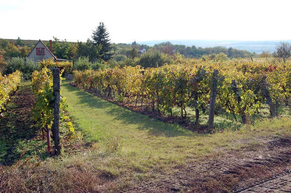 Autumn landscape with beautiful vineyard — Stock Photo, Image