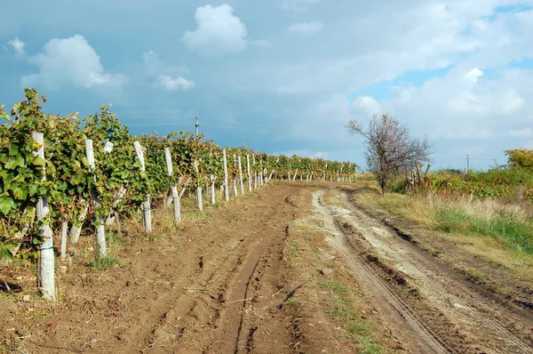 Autumn landscape with beautiful vineyard — Stock Photo, Image