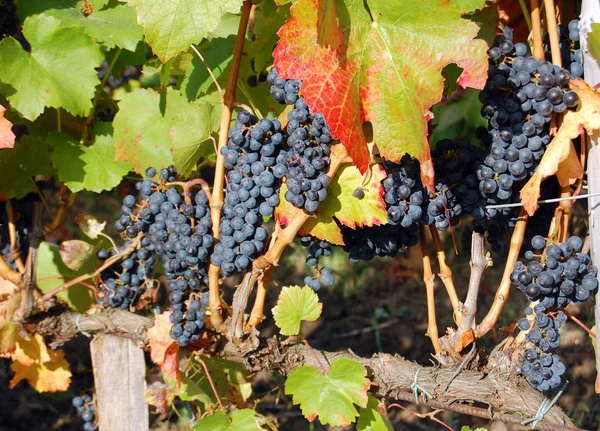 Red wine grapes hanging on the wine — Stock Photo, Image