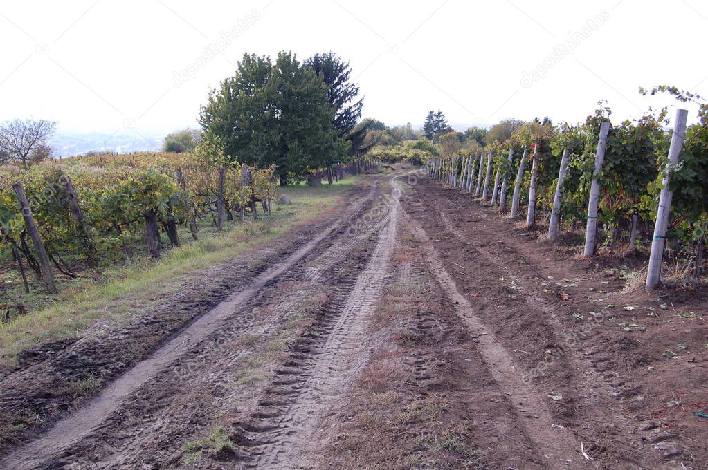 Road extending between vineyard