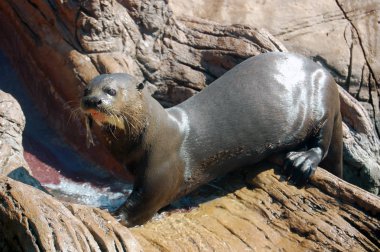 Balık yiyen su samuru.