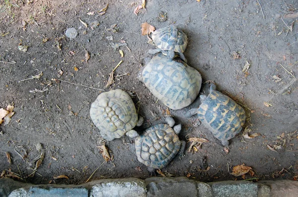 Tortugas en el Zoológico de Budapest — Foto de Stock