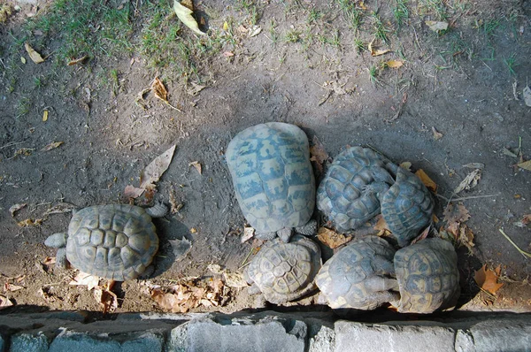 Tortugas en el Zoológico de Budapest — Foto de Stock