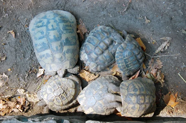 turtles in the Budapest Zoo