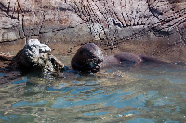 Balık yiyen su samuru.