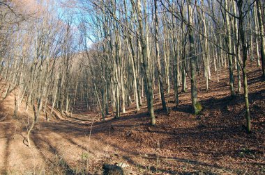 güneş ışığı ile sonbahar manzarası