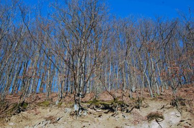 güneş ışığı ile sonbahar manzarası