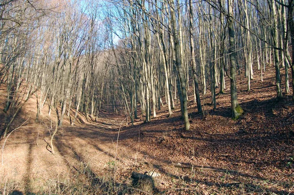 Paesaggio autunnale con luce solare — Foto Stock