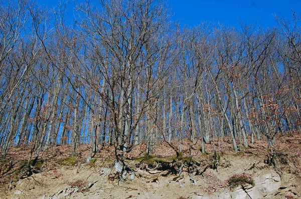 güneş ışığı ile sonbahar manzarası