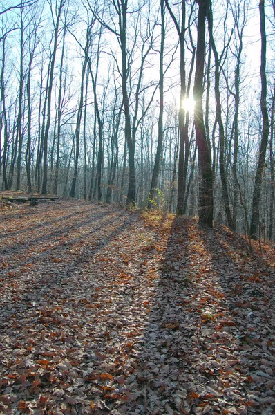 Autumn landscape with sunlight — Stock Photo, Image