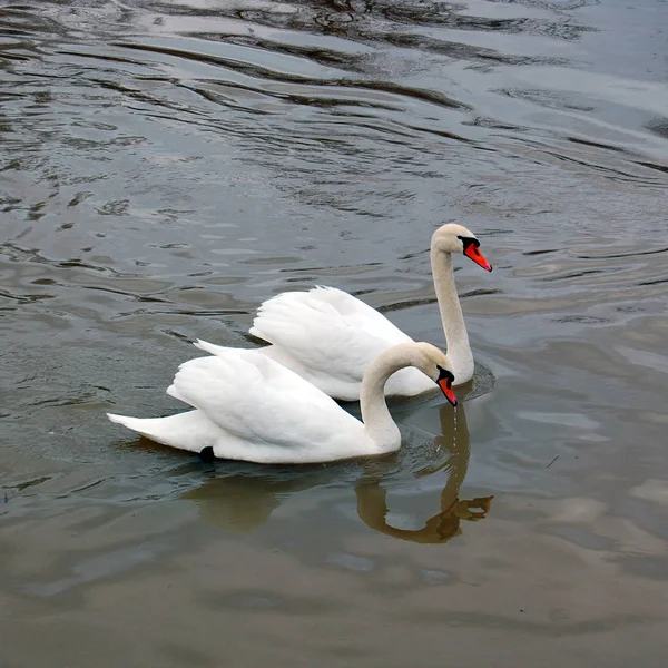 Casal de cisnes brancos — Fotografia de Stock
