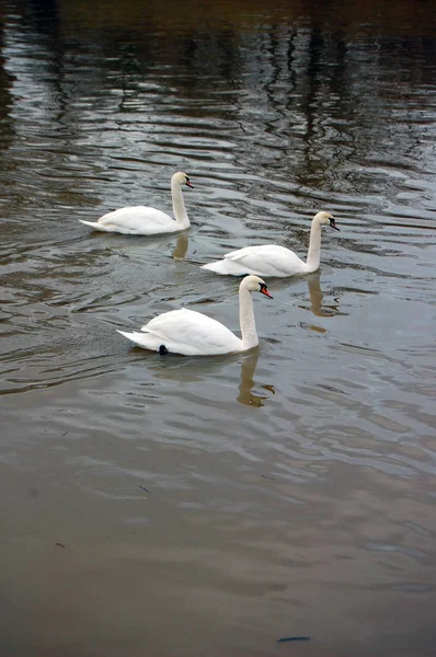 Três cisnes brancos — Fotografia de Stock