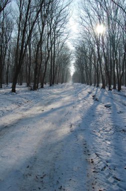 donmuş ağaçlar ile orman yolu
