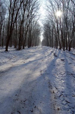 donmuş ağaçlar ile orman yolu