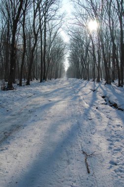 donmuş ağaçlar ile orman yolu