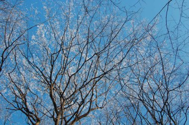 donmuş ağaçlar görünümünü