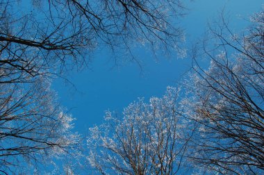 donmuş ağaçlar görünümünü