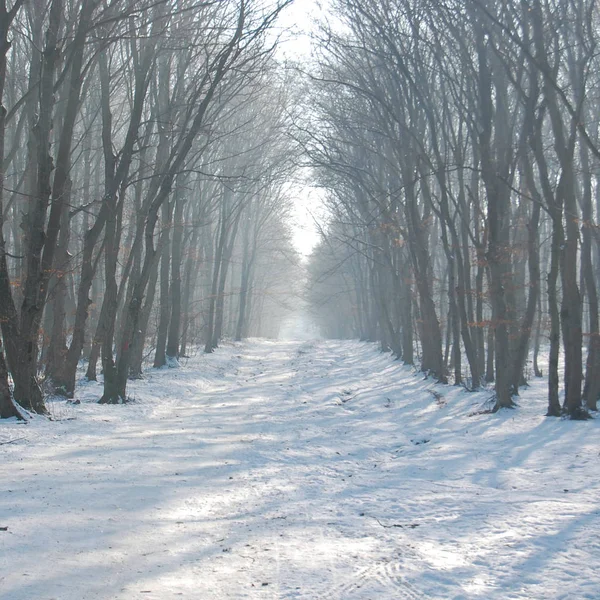 Weg im Wald mit gefrorenen Bäumen — Stockfoto