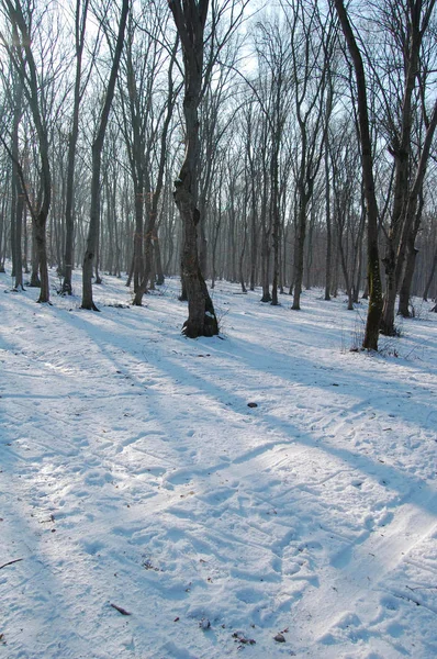 Weg im Wald mit gefrorenen Bäumen — Stockfoto