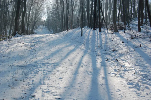 Kalter Winter im Wald — Stockfoto