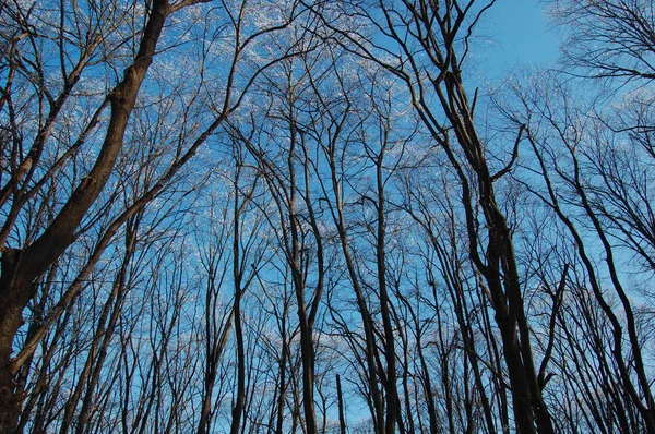 View of frozen trees — Stock Photo, Image