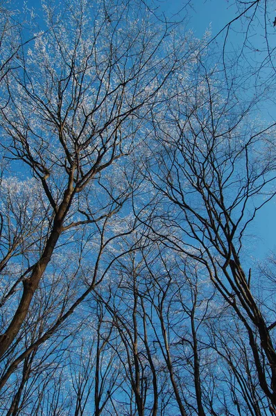 Vista de árvores congeladas — Fotografia de Stock