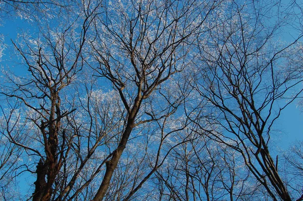 View of frozen trees — Stock Photo, Image