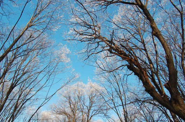 Blick auf gefrorene Bäume — Stockfoto