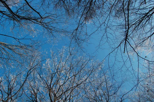 Vista di alberi congelati — Foto Stock