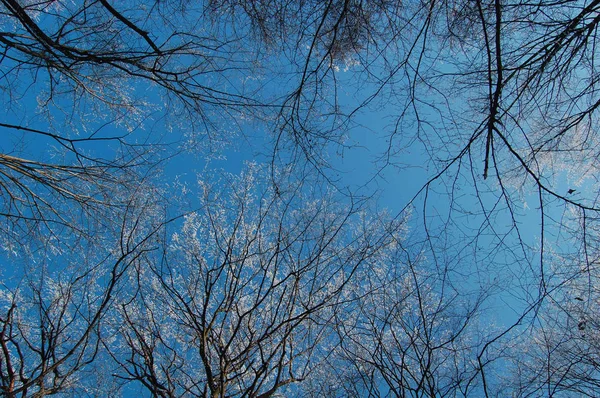 View of frozen trees — Stock Photo, Image