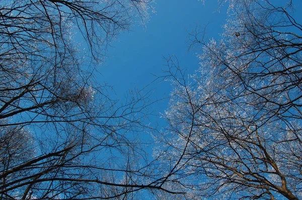 View of frozen trees — Stock Photo, Image