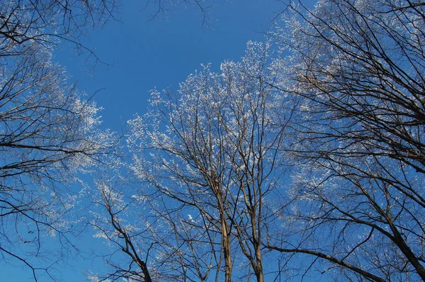 View of frozen trees — Stock Photo, Image