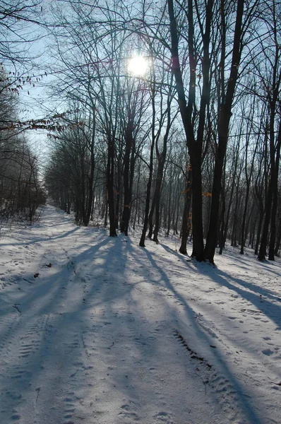 Холодная зима в лесу — стоковое фото