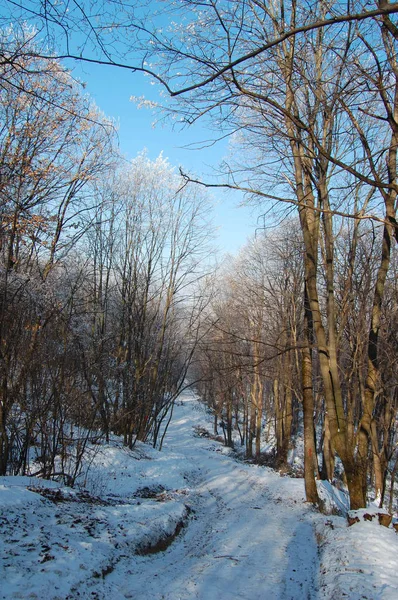 Caminho na floresta com árvores congeladas — Fotografia de Stock
