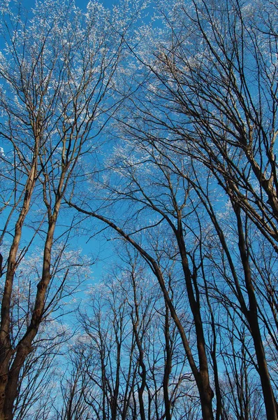 View of frozen trees — Stock Photo, Image