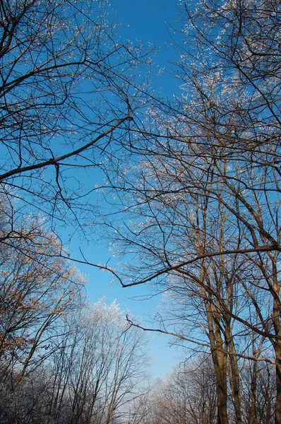 View of frozen trees — Stock Photo, Image