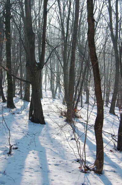 Холодная зима в лесу — стоковое фото