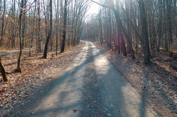 Empty road in autumn forest — Stock Photo, Image