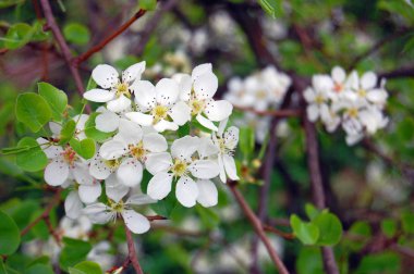 güzel beyaz bahar çiçek